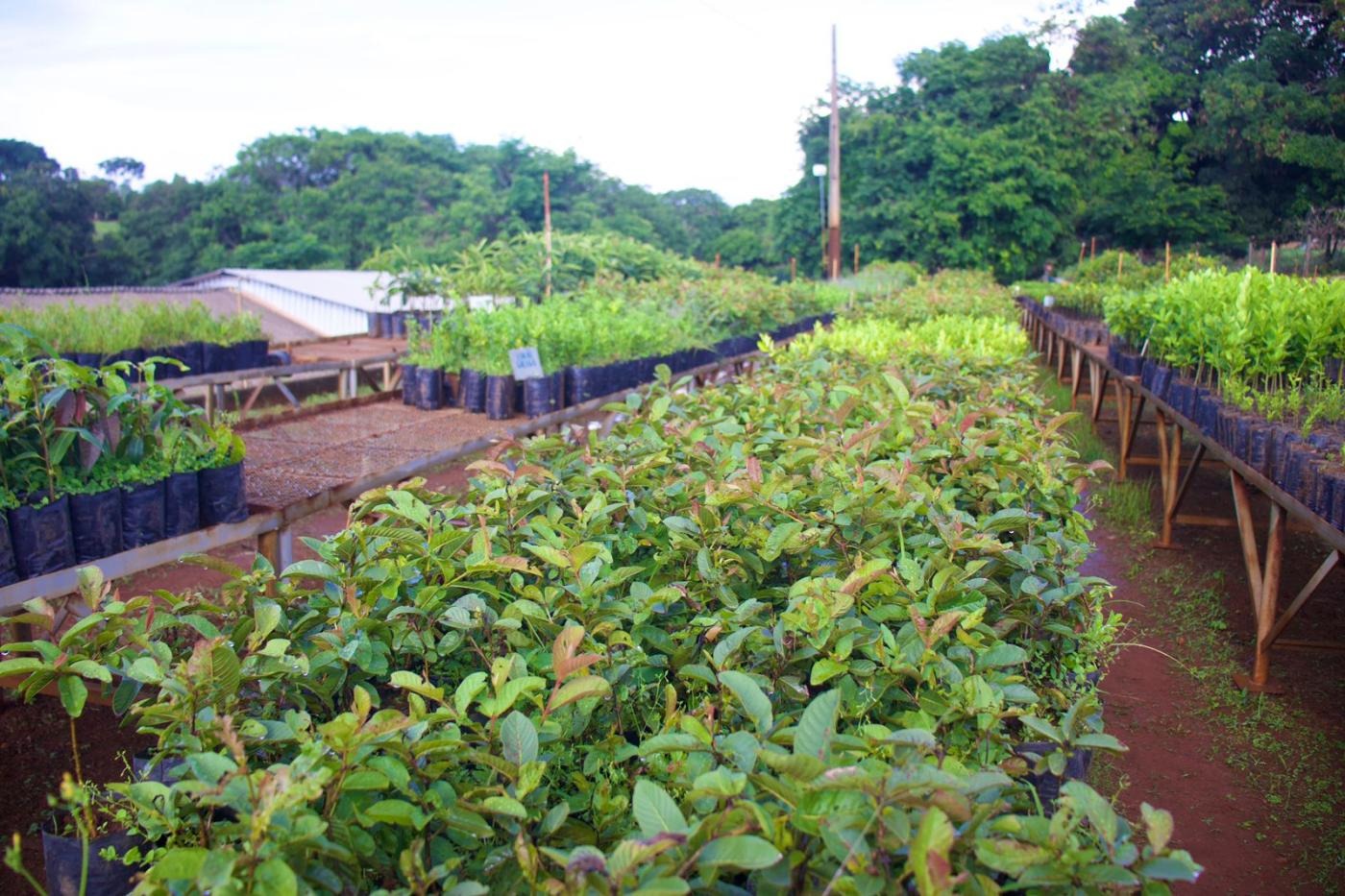 IEF e Prefeitura de Presidente Olegário fazem doação de 11,8 mil mudas de espécies frutíferas e arborização.